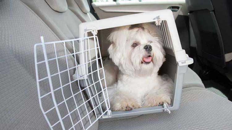 Small dog in a carrier in a car back seat.