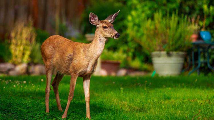 Deer in a yard.