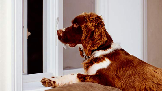 Dog looking out window during quiet time.