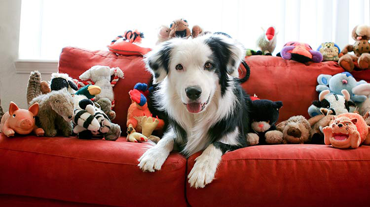 A pet dog is laying on a couch surrounded by dog toys.