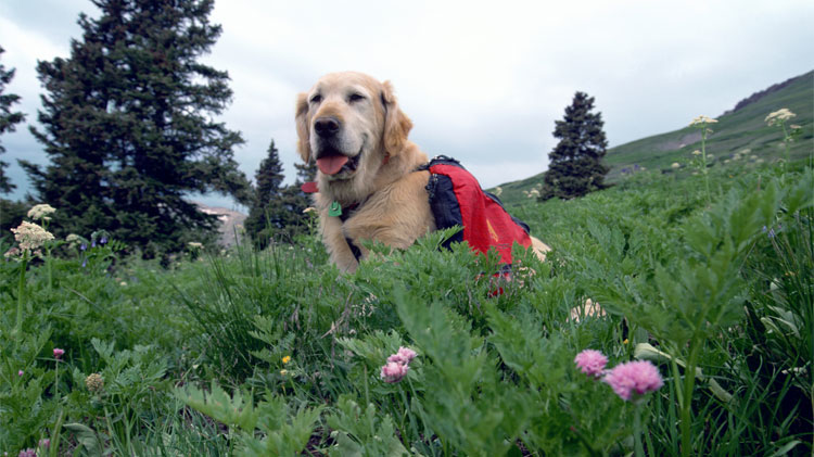 Golden retriever hiking with dog pack.