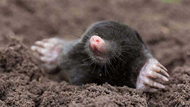 Mole digging in the dirt.