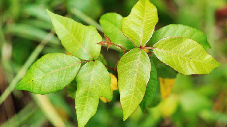 Poisonous plant - leaves of three let it be.