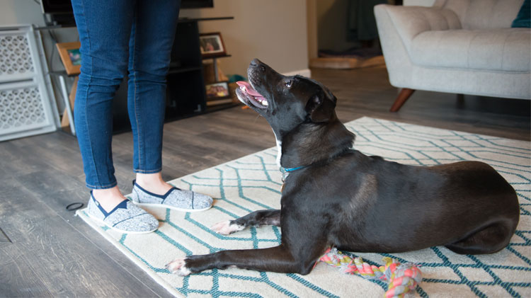 Owner helping dog with separation anxiety.