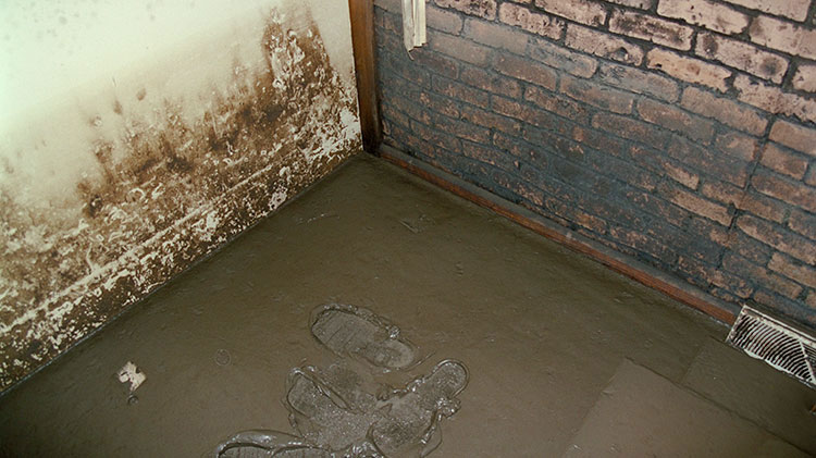 Household mold on walls of a basment.