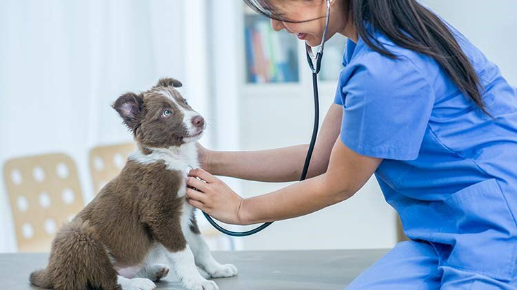 Veterinarian listening to the heartbeat of a puppy.