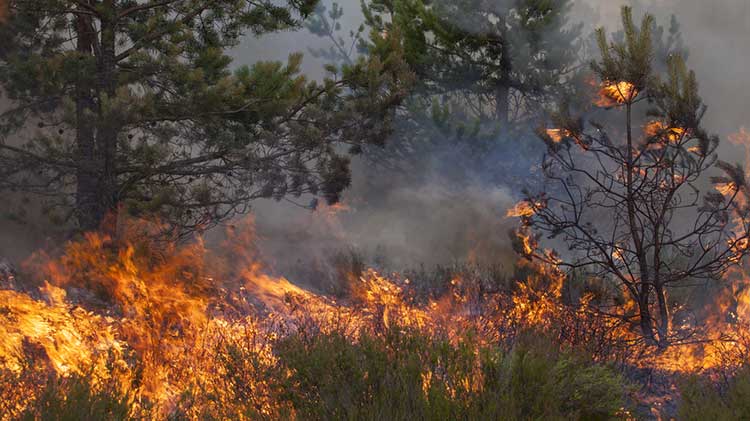 A wildfire burns through a forest